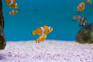 Den evolutionære betydning af at være en hærmafrodit