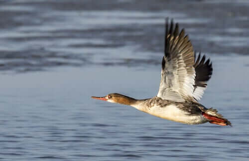 Gæs er også ænder og et eksempel på andefugle