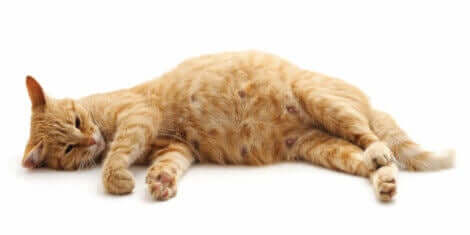 Gravid kat