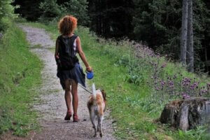 5 tips til at campere med en hund