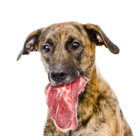 Hund spiser kød
