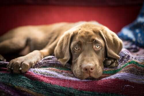 Hvis en hund indtager gift, kan den godt blive træt efterfølgende