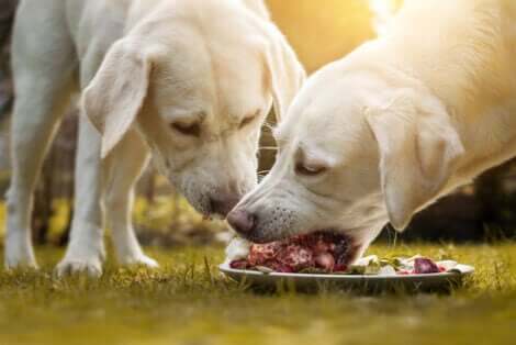 Er hunde naturligt kødædende? Her spiser to hunde råt kød