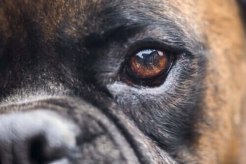 Alternative behandlinger af blindhed hos hunde