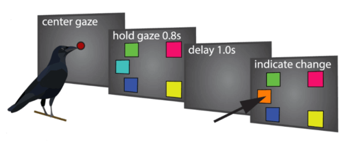 Eksperiment med krager