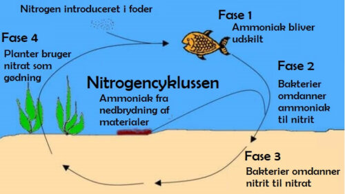 Kvælstofkredsløbet i akvarie
