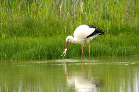 Stork på jagt
