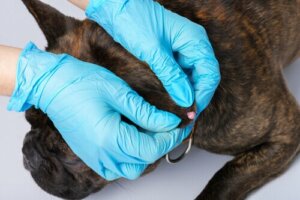 Vorter hos hunde: Hvorfor får hunde vorter?