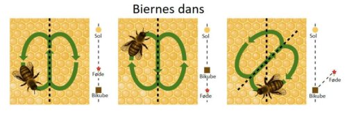 Illustration af biernes dans