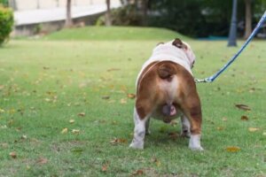 Kemisk kastrering af hunde: Hvad er det?