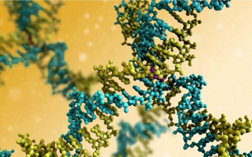 DNA afgør en dyregeneration