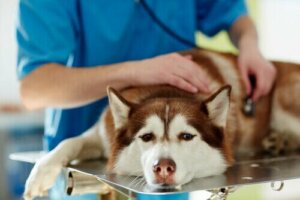 Årsagerne til kramper hos hunde