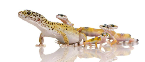 Gekkoer