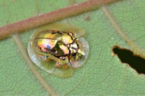 Gylden skildpaddebille på blad
