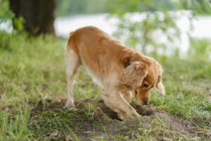 Find ud af, hvorfor hunde begraver deres mad