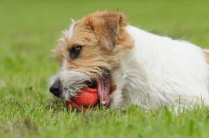 Alt om OCD hos hunde: Tvangshandlinger