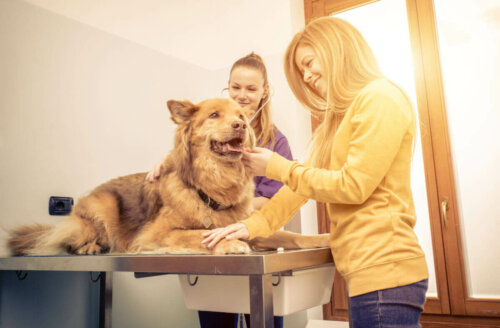 Hund til dyrlæge tjekkes for problemer med vejrtrækningen hos hunde