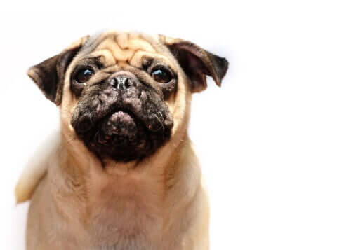 Hund kigger på kamera