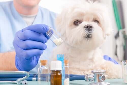 Dyrlæge giver hund pille