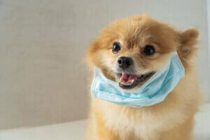 Kampen mellem parasit og vært