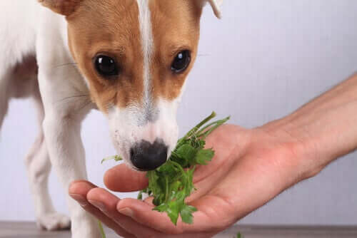 Hund snuser til persille
