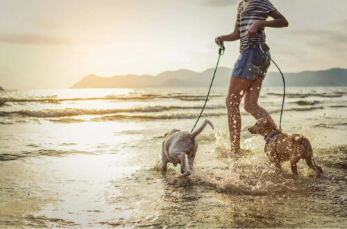 Hunde leger i vand på strand