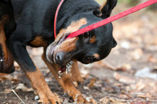 Hvad skal man gøre, hvis hunden bider i snoren?