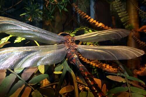 De kæmpe insekter, der engang regerede på planeten