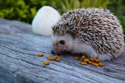 Wobbly Hedgehog Syndrome: Hvad er det?