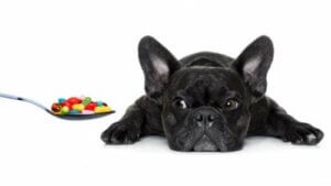De væsentlige vitaminer, som din hund har brug for
