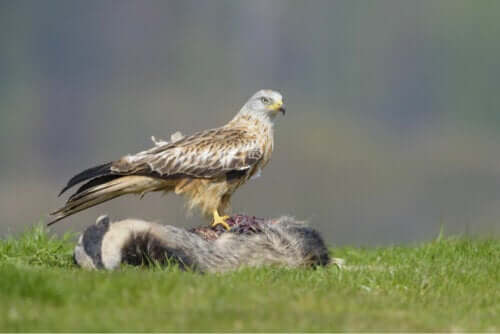 Eksempel på dagaktive rovfugle