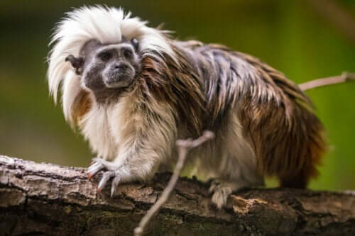 Hvidtoppet tamarin