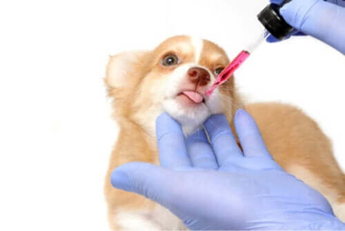 Hvad er det mest farlige medicin for hunde?