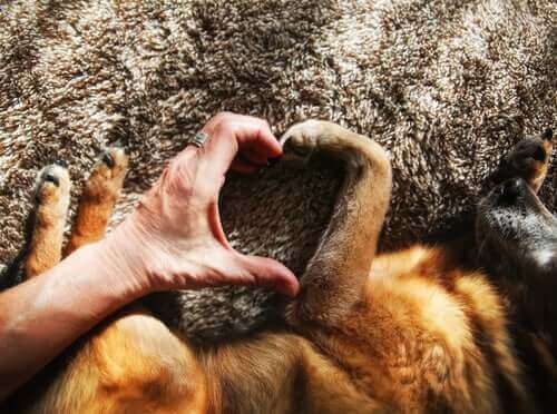Det er godt for helbredet at have hund