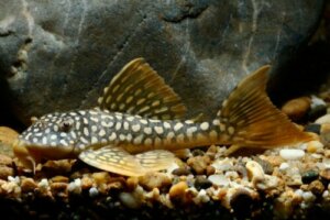 Naturlige rensere af akvariet, du bør kende