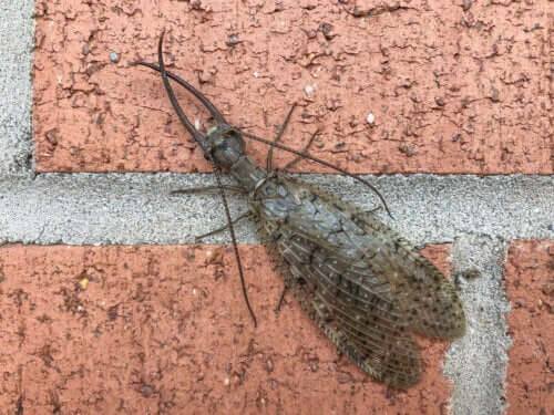 Eksempel på harmløse insekter, der ser skræmmende ud