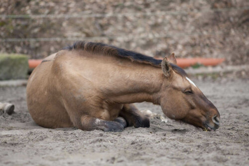 Hest ligger ned: Tidlig opdagelse af kolik hos heste er vigtigt