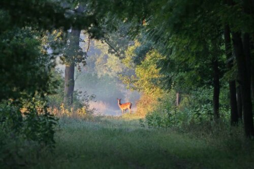 Hjort i skov