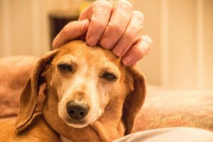 Animal Welfare Awards: Et godt initiativ