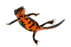 Ildbugsalamanderen: Pleje og karaktertræk