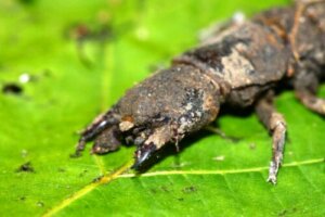 Harmløse insekter, der ser farlige ud