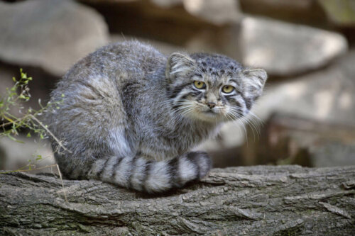 Pallas kat