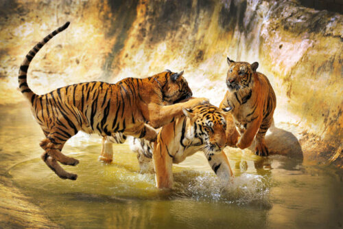 Tigre leger sammen
