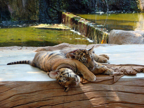 To tigre sover