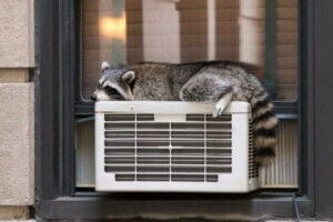 Alt om varmeregulering hos dyr