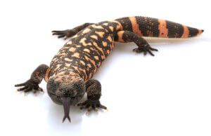 En øgle kan gøre, at vi kan bruge dyrs gift som medicin