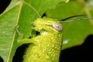 Hvad spiser græshopper egentlig?