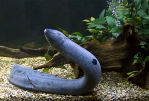 Lepidosiren paradoxa: En fisk med lunger