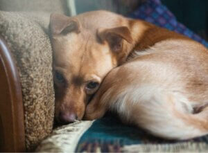 Mere end 72% af alle hunde lider af angst