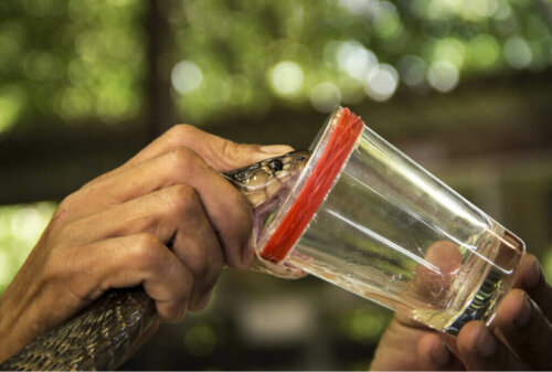 Oplev kraften af gift som medicin